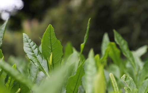 茶葉大國(guó)應(yīng)用，土壤養(yǎng)分檢測(cè)儀可以對(duì)茶葉合理施肥有何等指導(dǎo)作用？