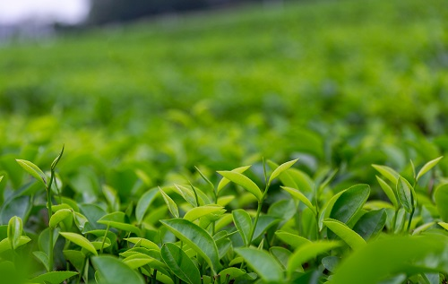 土壤溫濕度儀助推傳統(tǒng)茶產(chǎn)業(yè)優(yōu)質(zhì)發(fā)展，指導(dǎo)灌溉作業(yè)