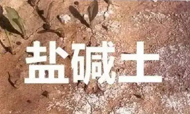 作物為什么生長不健康，用土壤EC計(jì)測(cè)測(cè)便知