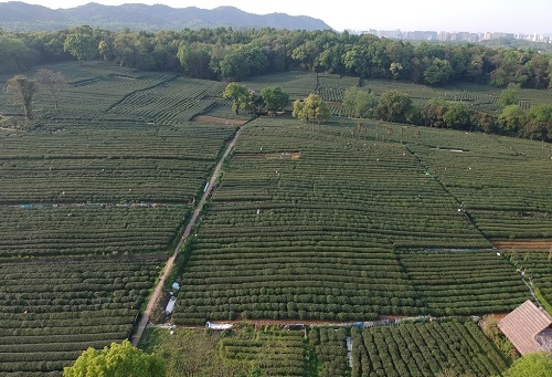 肥料不是越多越，利用測土儀提高化肥利用率