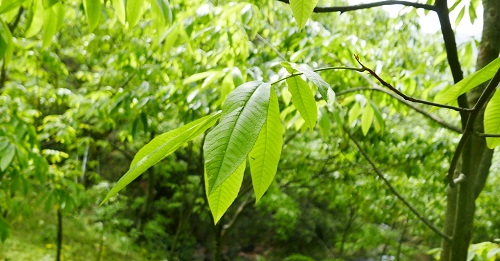 核桃果園應該利用土壤水分溫度速測儀優(yōu)化土壤條件