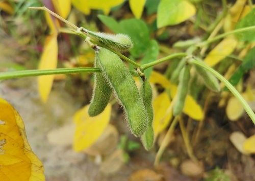 大豆種植不景氣？土壤養(yǎng)分測試儀找到了新出路