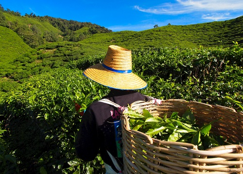 茶園里面的土壤應該如何檢測？利用土壤儀器對茶園土壤的有效管理