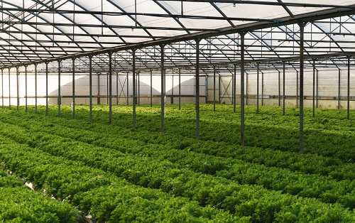 應用土壤EC計改良大棚土壤，蔬菜品質(zhì)有保障