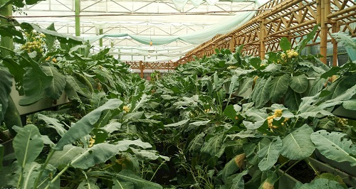 大棚土壤鹽漬化會對蔬菜種植（根、葉、果）帶來哪些危害？