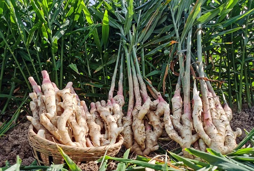 運(yùn)用土壤緊實(shí)度測(cè)量儀分析土壤緊實(shí)度對(duì)生姜生長的影響（土壤緊實(shí)度的影響）
